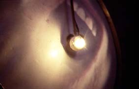 Membrane Tympani - detail